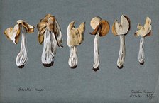 A false morel fungus (Helvella crispa): six fruiting bodies, 1892. Creator: R Baker.