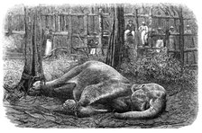 Mode of capturing wild elephants in Ceylon: an elephant noosed, 1864.  Creator: Unknown.