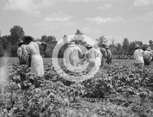 Cotton hoers on the Mississippi Delta, 1937. Creator: Dorothea Lange.