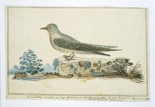 Ptynoprogne fuligula (Rock martin), 1777-1786. Creator: Robert Jacob Gordon.