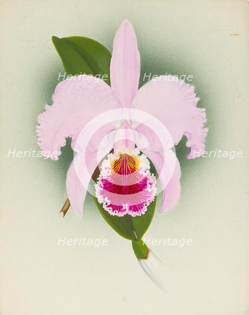 Orchid: Cattleya, 1908. Creator: Frederick William Bolas.