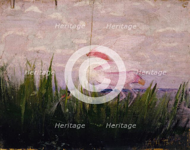 Roseate Spoonbill, study for book Concealing Coloration in the Animal Kingdom, ca. 1905-1909. Creator: Abbott Handerson Thayer.