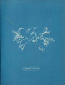Ceramium ciliatum, ca. 1853. Creator: Anna Atkins.