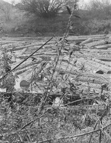 Logs at sawmill on Marys River near Corvallis, Oregon, 1939. Creator: Dorothea Lange.