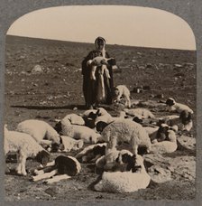 'Shepherd and flock', c1900. Artist: Unknown.