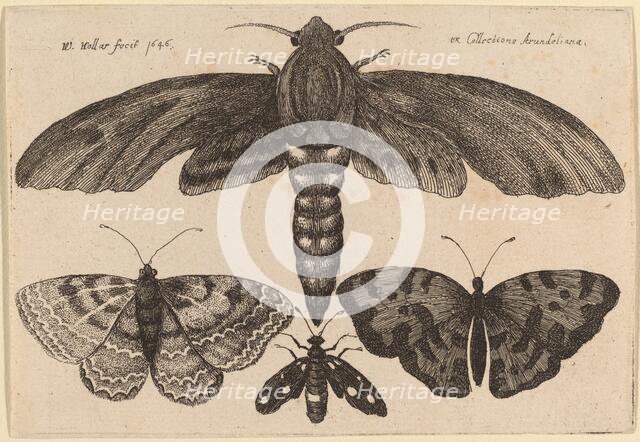 Moth and Three Butterflies, 1646. Creator: Wenceslaus Hollar.