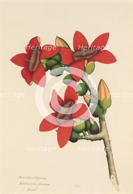 Cotton Tree Flowers, ca. 1800-1805. Creator: Unknown.