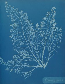 Cystoseira granulata, ca. 1853. Creator: Anna Atkins.