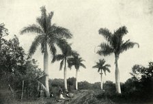 'A Road in the Temperate Zone, with Palms and Vegetation', 1919. Creator: Unknown.