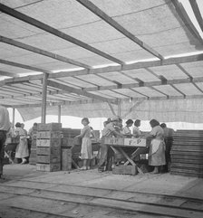 Women packing apricots in large open sheds adjoining the orchards, Brentwood, California, 1938. Creator: Dorothea Lange.