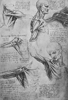 'Anatomical Studies of a Man's Neck and Shoulders', c1480 (1945). Artist: Leonardo da Vinci.