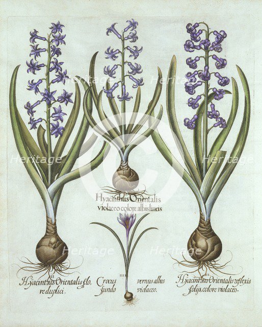 Hyacinths and an Autumn Crocus, from 'Hortus Eystettensis', by Basil Besler (1561-1629), pub. 1613 (