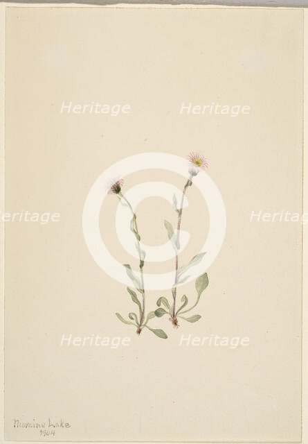 Pink Fleabane (Erigeron jucundus), 1904. Creator: Mary Vaux Walcott.