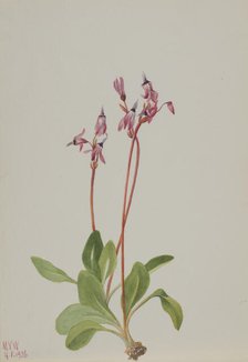 Shooting Star (Dodecatheon hendersonii), 1936. Creator: Mary Vaux Walcott.