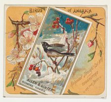 Snow Bird, from the Birds of America series (N37) for Allen & Ginter Cigarettes, 1888. Creator: Allen & Ginter.