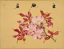 From the Sketch Book of Sakura (Cherry Blossoms), Between 1830 and 1853. Creator: Sakamoto, Konen (1800-1853).