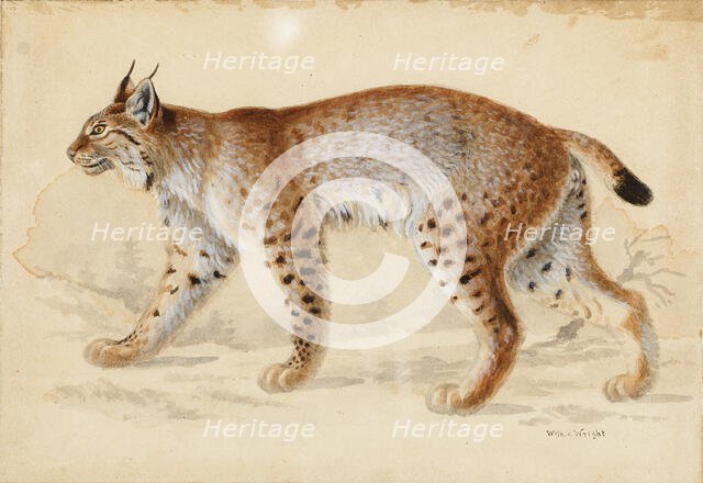 Lynx, 1830-1870. Creator: Wilhelm von Wright.