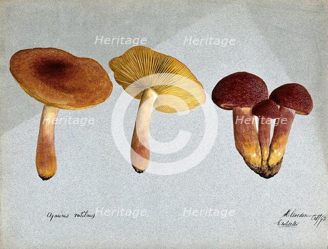 Plums and custard fungus (Tricholomopsis rutilans): five fruiting bodies, 1893. Creator: Edwin Wheeler.