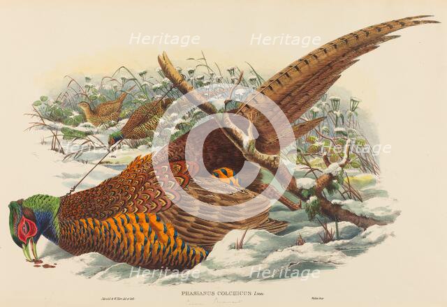 Phasianus colchicus (Ring-necked Pheasant). Creators: John Gould, William Matthew Hart.