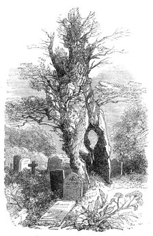 Ancient yew-tree at Palmerston, 1864. Creator: Unknown.