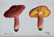 Plums and custard fungus (Tricholomopsis rutilans): two fruiting bodies, 1892. Creator: Unknown.