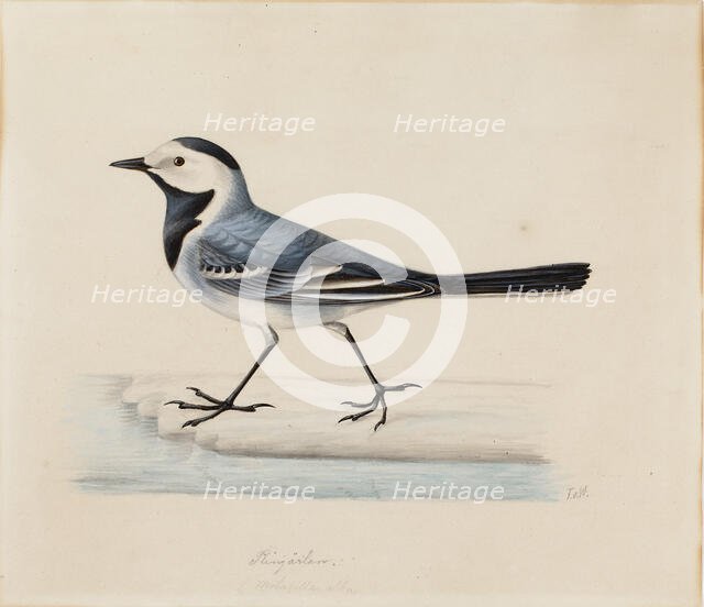 White Wagtail. Creator: Ferdinand von Wright.