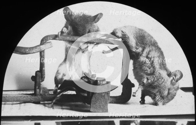 Mouse or rat trap?, late 19th or early 20th century. Artist: Unknown