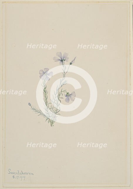 Wild Flax (Linum lewisii), 1919. Creator: Mary Vaux Walcott.