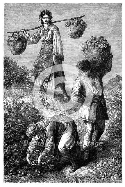 'Peasants gathering roses in Roumelia', c1890. Artist: Unknown