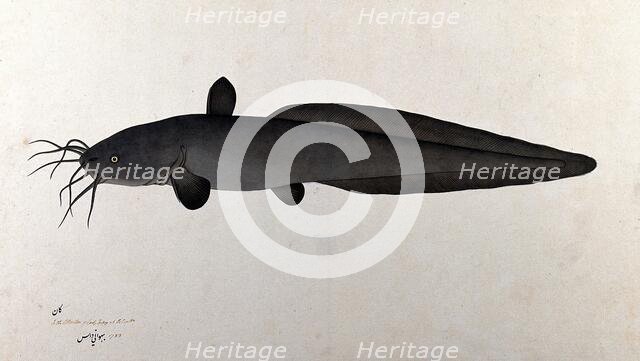 Fish, 1783. Creator: Bhawani Das.
