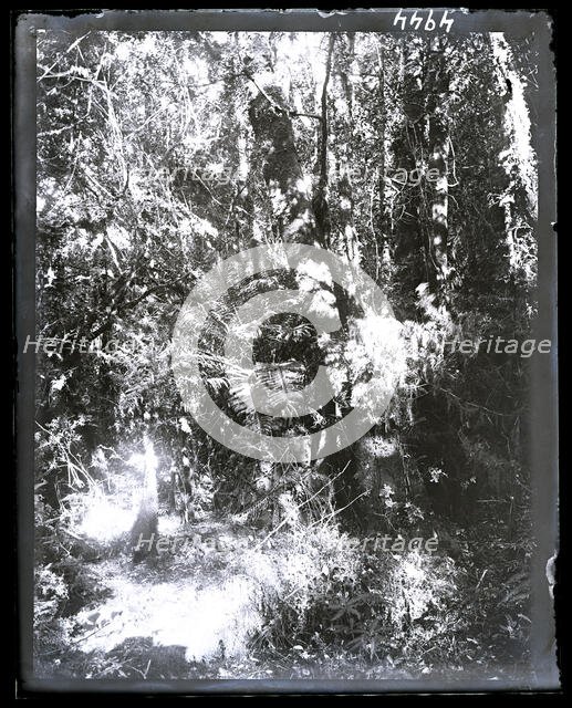 United States Fish Commission Steamer "Albatross" Circumnavigation of South America, 1888. Creator: United States National Museum Photographic Laboratory.