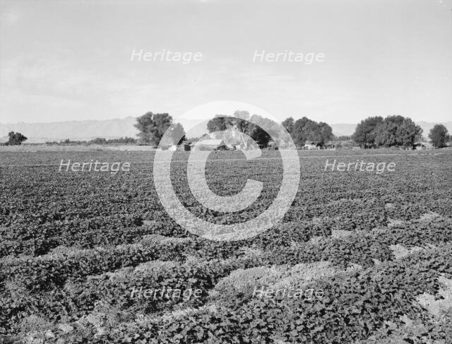 Cantaloupe field and ranch house, Imperial Valley, California, 1938. Creator: Dorothea Lange.