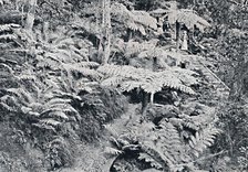 'A Forest of Tree Ferns, Leura, Blue Mountains, c1900. Creator: Unknown.