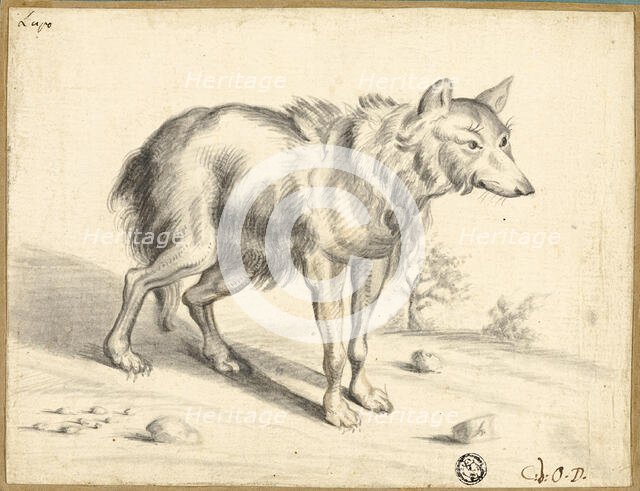 Wolf, 1655. Creator: Jan van Os.