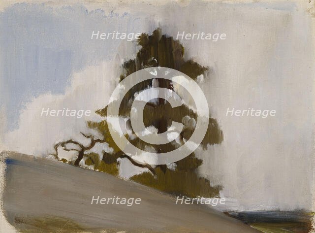 Pine. Creator: Einar Ilmoni.