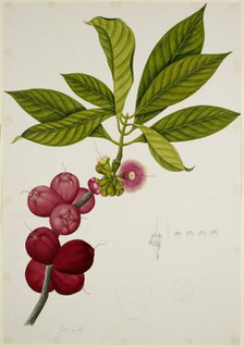 Malay Apple, 1824. Creator: Unknown.