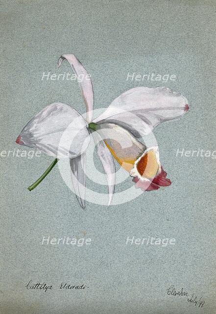 An orchid (Cattleya Eldorado): flower only, 1899. Creator: Unknown.