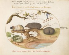 Animalia Qvadrvpedia et Reptilia (Terra): Plate XLVIII, c. 1575/1580. Creator: Joris Hoefnagel.