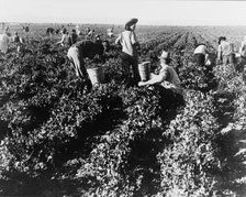 Pea pickers, California, 1939. Creator: Dorothea Lange.