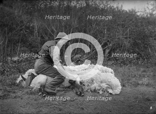 Sheep shearing, Northamptonshire, c1896-c1920. Artist: A Newton
