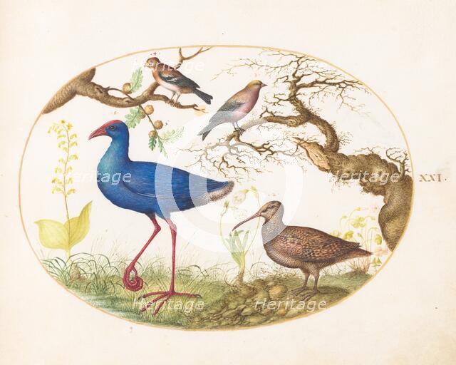 Animalia Volatilia et Amphibia (Aier): Plate XXI, c. 1575/1580. Creator: Joris Hoefnagel.