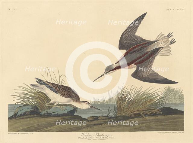 Wilson's Phalarope, 1835. Creator: Robert Havell.