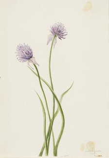 Siberian Onion (Allium sibericum), 1903. Creator: Mary Vaux Walcott.