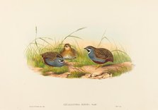 Excalftoria minima (Blue-breasted Quail). Creators: John Gould, Henry Constantine Richter.