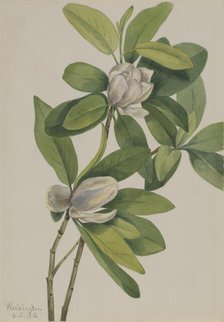 Swamp Magnolia (Magnolia virginiana), 1918. Creator: Mary Vaux Walcott.