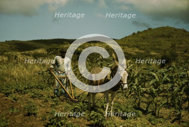 FSA borrower plowing his garden with one of the few plows used on the island, St. Croix, V.I., 1941. Creator: Jack Delano.