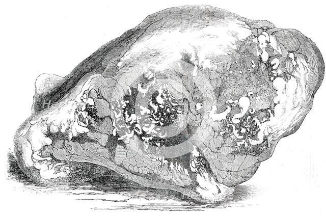 Lump of Gold from California - value £500, 1850. Creator: Unknown.