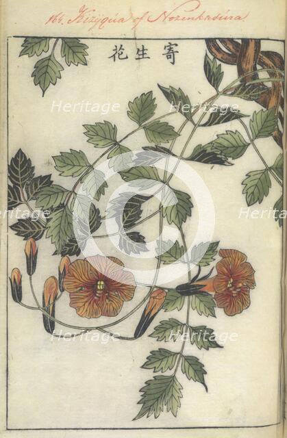 Trumpet flower, 1750-1765.   Creator: Shimada Mitsufusa.