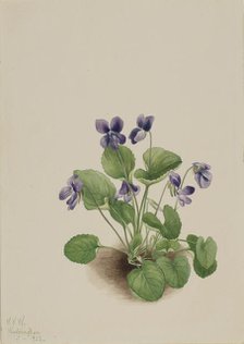 Butterfly Violet (Viola papilionacea), 1923. Creator: Mary Vaux Walcott.