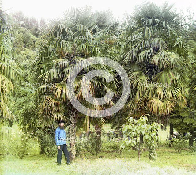 Alley of Chamaerops excelsus [windmill palm], between 1905 and 1915. Creator: Sergey Mikhaylovich Prokudin-Gorsky.